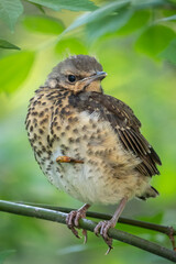 A fieldfare chick, Turdus pilaris, has left the nest and is sitting on a branch. A chick of fieldfare sitting and waiting for a parent on a branch.