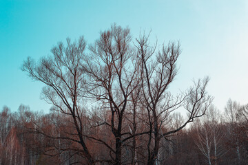 A tree with branches without leaves.