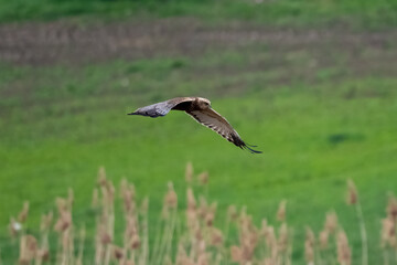 Marsh harrier (Circus aeruginosus) flying