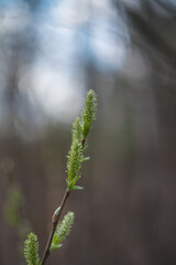 The spring. The first green leaves and earrings of willow on a blurred background. Soft focus