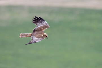 Marsh harrier (Circus aeruginosus) flying