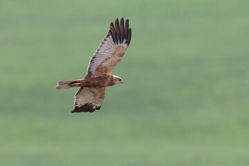 Marsh harrier (Circus aeruginosus) flying
