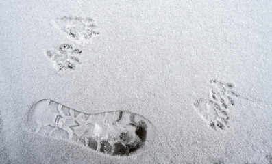Footprints of Human and Racoon in the Snow