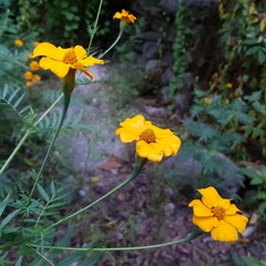 yellow flowers 