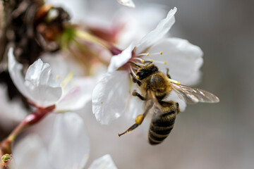 Blüten und Insekten, Hummeln und Wespen