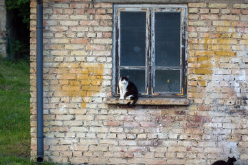 Czarno-biały kot siedzący na parapecie starego drewnianego okna