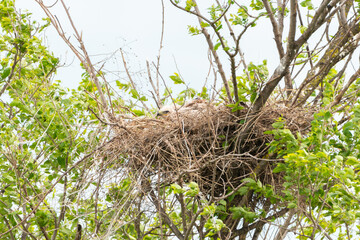 A chick eagle sits in a nest in a tree