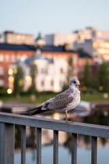 Gull at the time of summer sunrise
