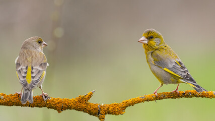 Male and female Greenfinch Carduelis chloris. Greenfinch sits on branch