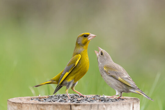 Male and female greenfinch Carduelis chloris. Bird Feeder