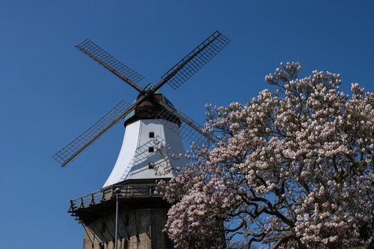 Galeriholl&auml;nderm&uuml;hle mit Magnolien Baum in Bl&uuml;te  in  Kappeln.