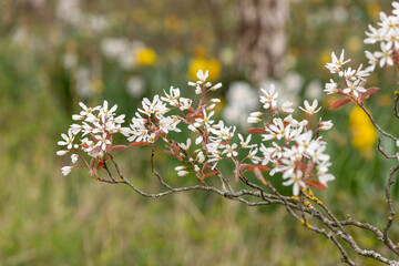 Close up of smooth serviceberry (amelanchier laevis) flowers in bloom