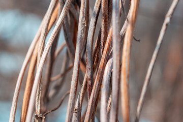 Dry hop branches in autumn.