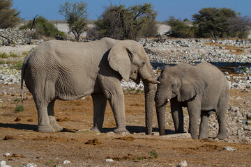 Obraz premium Elephant adult and child together