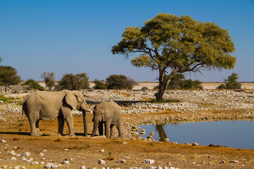 Elephant adult and child together
