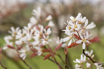 Obraz premium Close up of smooth serviceberry (amelanchier laevis) flowers in bloom