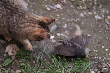 the cat and the bird it caught