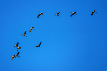 Common crane, Grus grus in Monfrague National Park. Extremadura, Spain