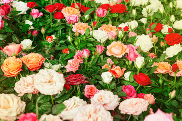 Background of beautiful red, white and orange roses blooming in the garden during spring