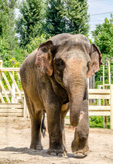 African elephant in zoo behind cage closeup photo