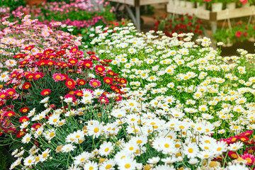 Background of beautiful red, white and pink daisies blooming in the garden center during spring