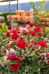 Fototapeta na wymiar Beautiful red and pink roses blooming in the garden center during spring with clay pots in the background