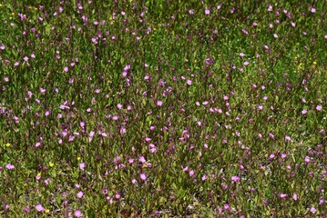 Obraz na płótnie Canvas Rose evening primrose is an Onagraceae perennial plant.
