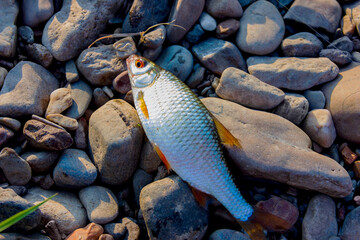 The caught fish lies on the stones. Evening fishing