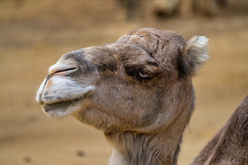Dromedary, Camelus dromedarius in Jerez de la Frontera, Andalusia, Spain