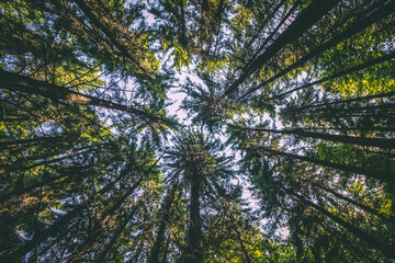 The beautoful forest in the meses mountains - Zalau - Salaj