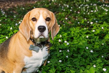 a beagle dog in the spring forest, surrounded by forest flowers.