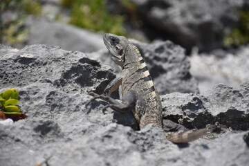 Iguana on the rock