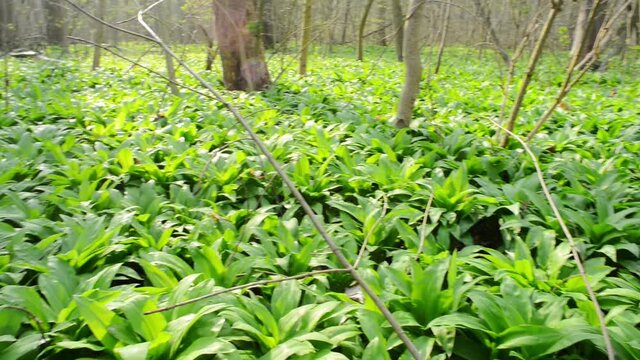 A forest full of wild garlic plants