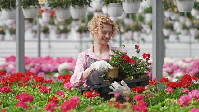 Blond curly woman florist grows flowers in pots. she is wearing a pink shirt and a gray apron