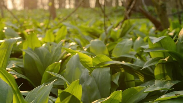Leaves of wild garlic in the evening sun