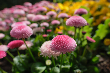 Close-up of Bellis perennis - Pomponette aka English Daisy. Selective focus. Spring flower bed image. © DK Photography