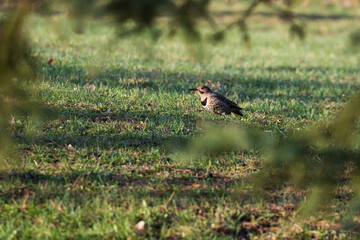 northern flicker (Colaptes auratus) or common flicker