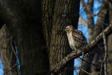 Nesting red shouldered hawk (Buteo lineatus) 