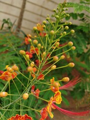 christmas tree branches with berries