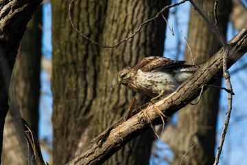 Nesting red shouldered hawk (Buteo lineatus) 
