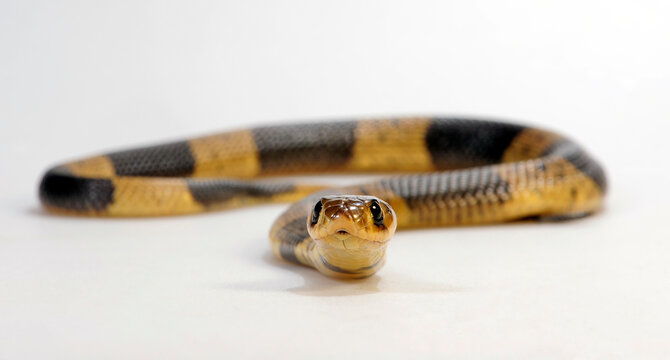 Snouted cobra, Banded Egyptian cobra // Gebänderte Kobra (Naja annulifera)