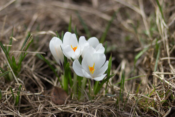 white crocus flower among dry grass