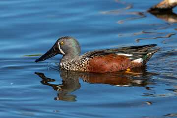 Australasian Shoveler in New Zealand