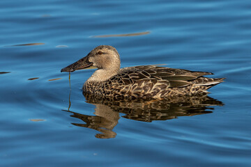 Australasian Shoveler in New Zealand