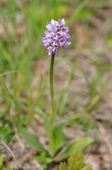 Orchis singe
