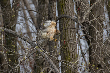 Nesting red shouldered hawk (Buteo lineatus) 