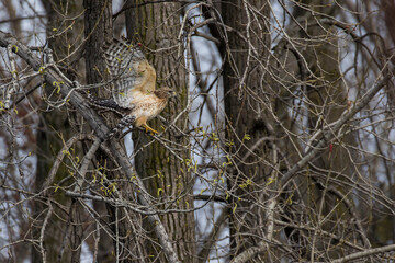 Nesting red shouldered hawk (Buteo lineatus) 