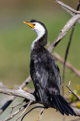 Fototapeta premium Little Pied Shag Cormorant in New Zealand