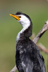 Obraz premium Little Pied Shag Cormorant in New Zealand
