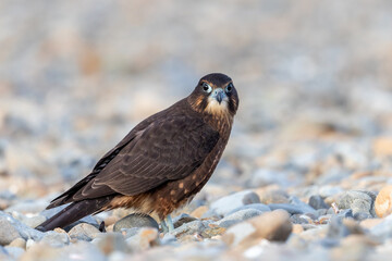 Immature Kārearea New Zealand Falcon